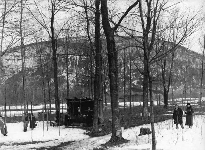 Maple sugar bush at St. Hilaire
