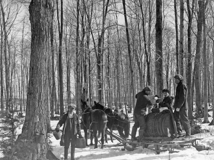Collecting maple sap