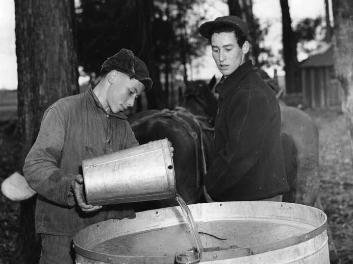 Maple syrup production