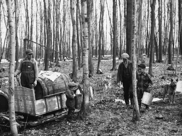 Maple syrup production