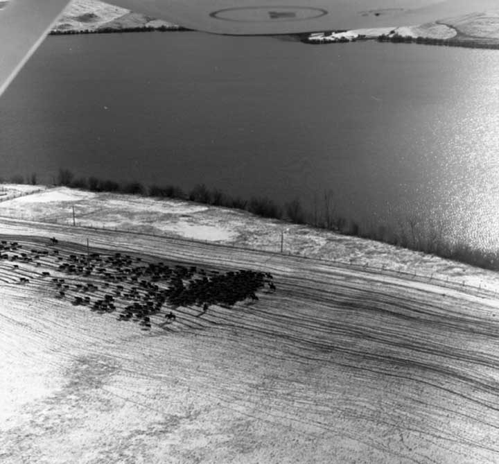 Aerial view of cattle drive along Douglas Lake