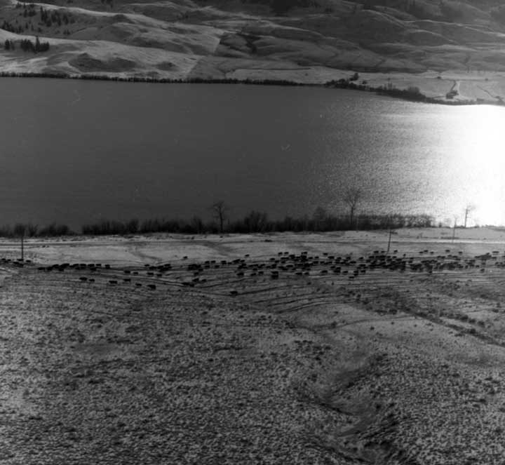 Aerial view of cattle drive along Douglas Lake