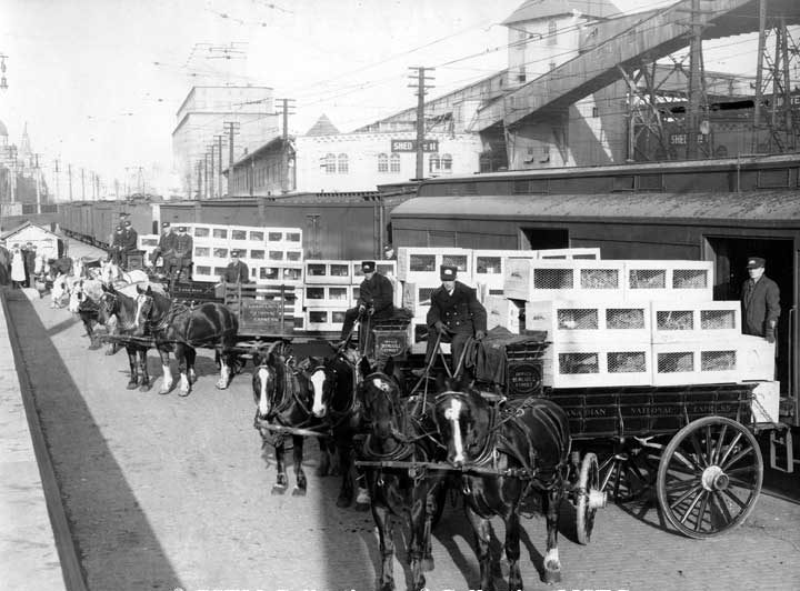 Express shipment of fox, Montreal