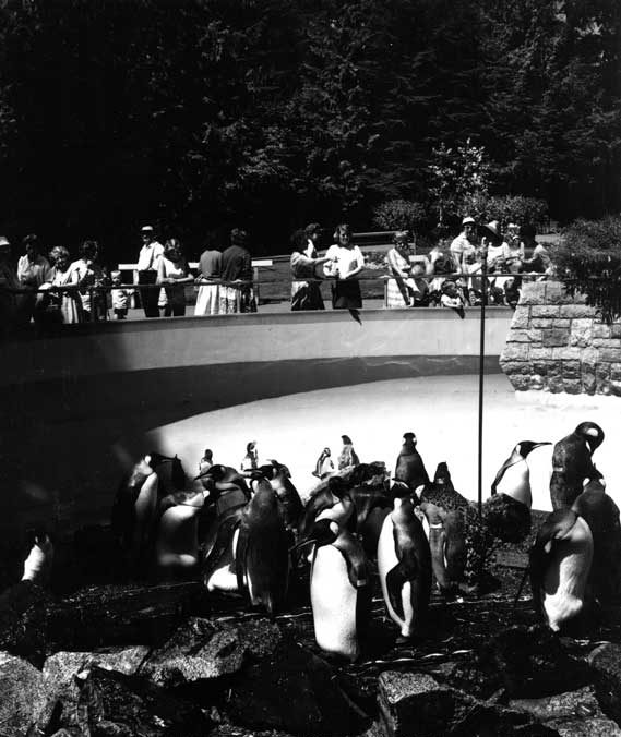 Penguins at the Stanley Park Zoo, Vancouver