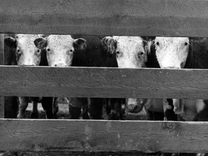 Cows on a Kamloops cattle farm