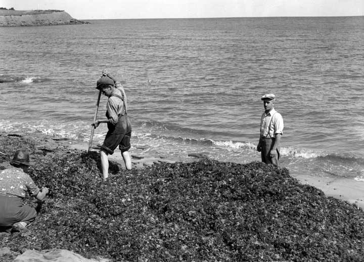 Gathering Irish Moss