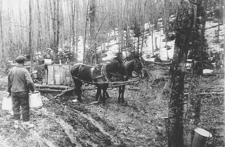 Collecting maple sap