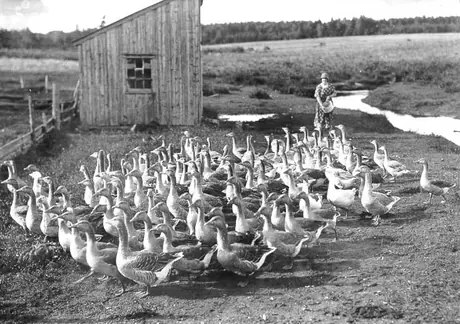 Feeding geese