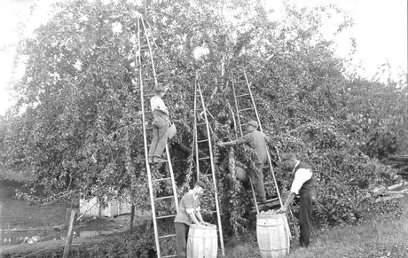 Apple picking on Dekeyne Farm, Nova Scotia