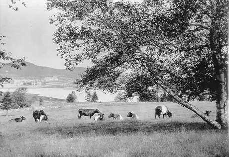 Galloway cattle in field