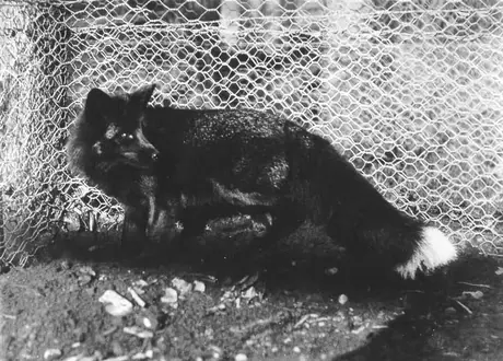 Fox farming