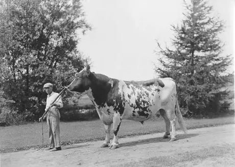 Ayrshire bull on lead