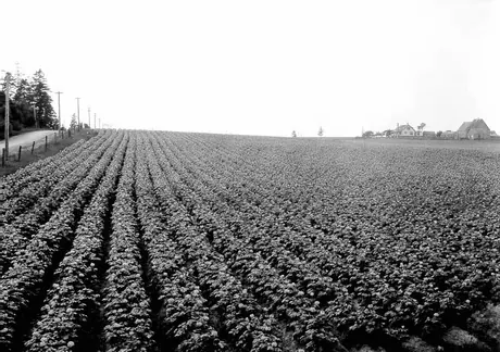 Fields of potato plants