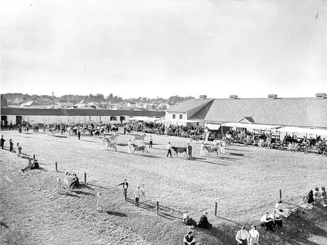 Dairy cattle show, Guernseys in ring, Holsteins at fence