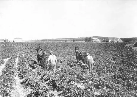 Cultivating potatoes with horse-drawn equipment