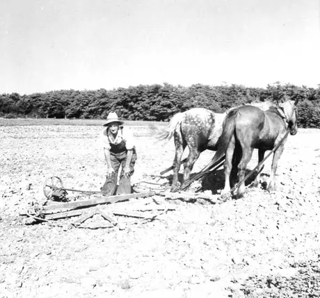 Cultivating with horse-drawn circular harrow on Île d`Orléans