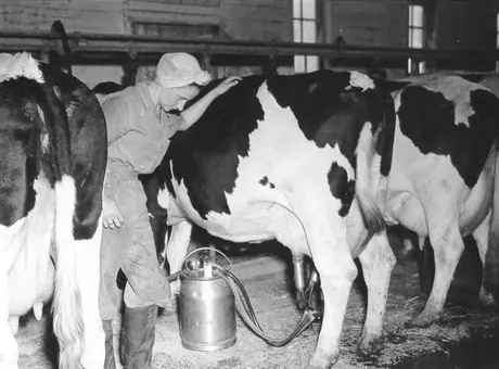 Milking Holstein dairy herd