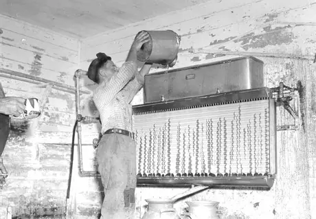 Pouring milk into cooler
