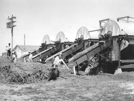 Mechanical pea threshers