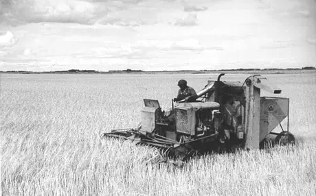 Harvesting with a Sunshine self-propelled combine