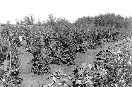 Growing tomatoes