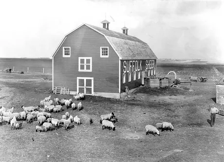 Flock of Suffolk sheep : William Darnborough Sheep Farm