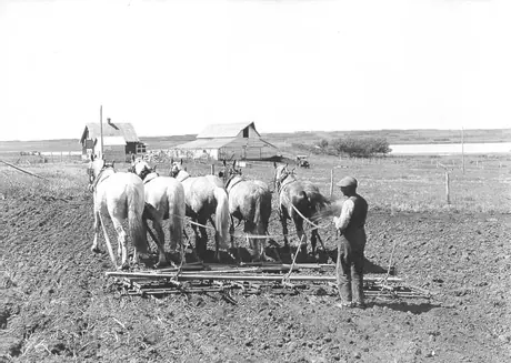 Horse-drawn adjustable harrows