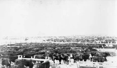 Hereford and Angus beef cattle at feed lot