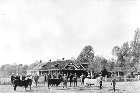 Beef cattle at Prince of Wales Ranch