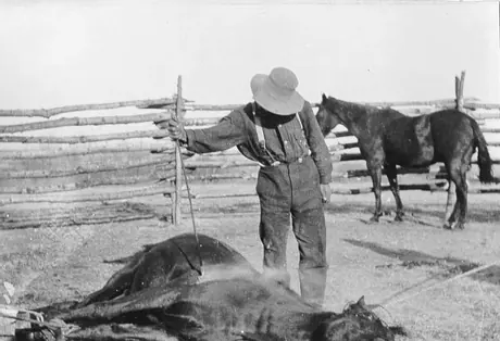Branding a horse