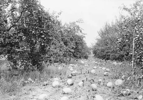 Pumpkins planted between rows of fruit trees