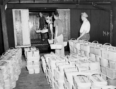 Loading baskets of fruit in rail car for shipment