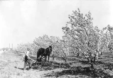 Ploughing between rows of pear trees