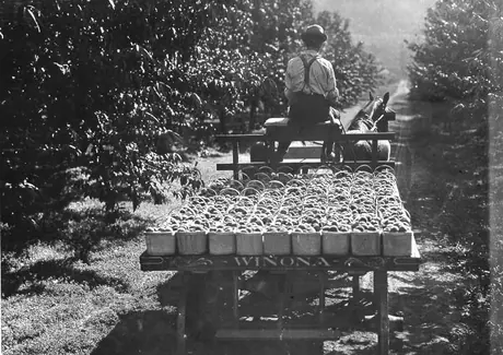 Hauling baskets of peaches