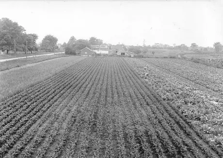 Market garden operation