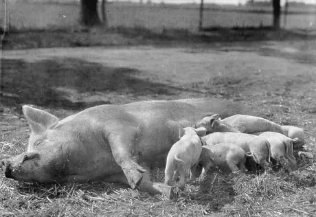 Sow with litter of piglets
