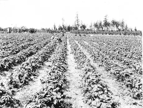 Picking strawberries