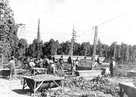 Unloading hops