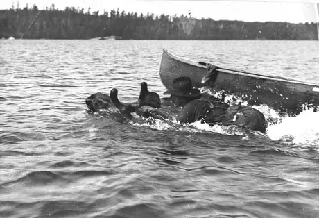 Moose-riding in Rainy Lake