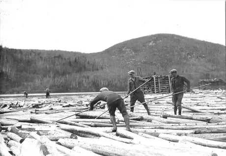 Logs at sorting boom, Windigo