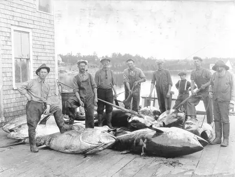 Tuna fishing