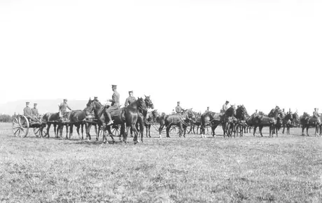 Horse artillery in training at a WWI training camp