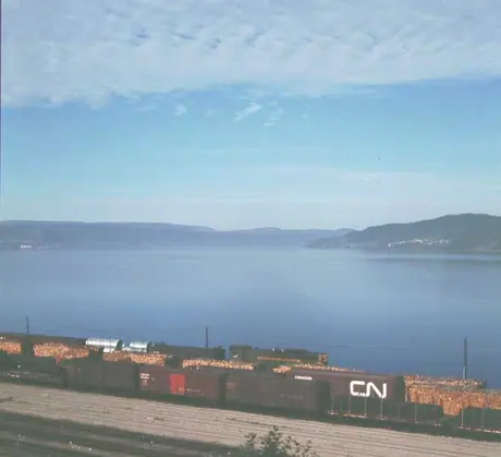 Logs await shipment in yard
