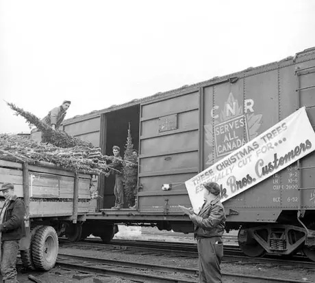 Loading Christmas trees for transportation to Chicago