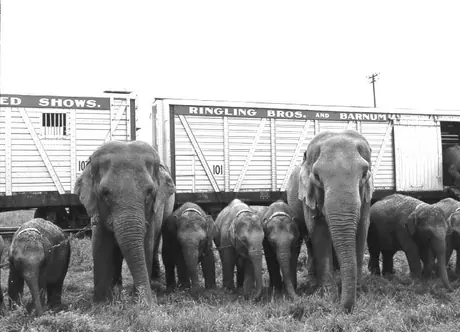 Elephants standing by circus train