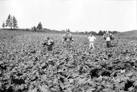 Cutting turnips