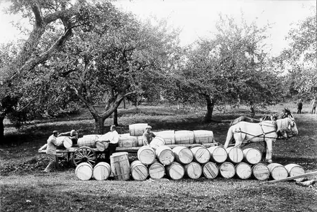 Unloading barrels of apples