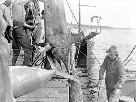 End of the fight : a swordfish hauled up on dock