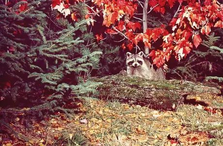 Racoon
