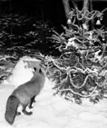 Algonquin Park - fox and Christmas tree